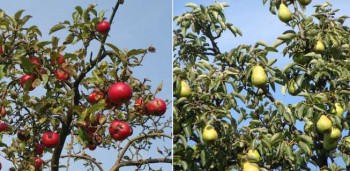 Doenças dos Pomares de Pomóideas 