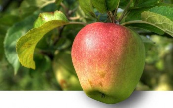Importância do cálcio nas macieiras