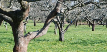 ​Adubação foliar à queda da folha