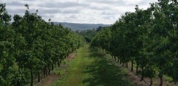 Análises foliares das árvores de frutos 