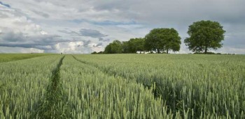 Ampliar a densidade de polinizadores aumenta a produção agrícola