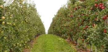 Nutrição de árvores de fruto