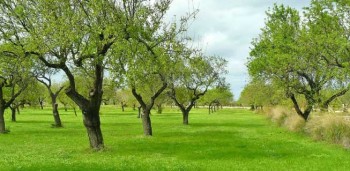 Plano de Contingência Xylella fastidiosa e seus vetores