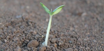 Investigadores desenvolvem fertilizantes «tudo em um» mais eficazes e sustentáveis