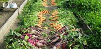 Cinco chaves para o cultivo de frutos e produtos hortícolas mais seguros (Manual)