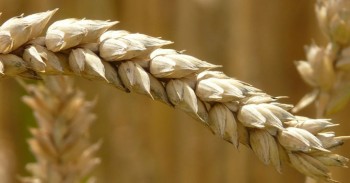 Melhoramento genético do trigo pode não ser causa de mais doentes celíacos