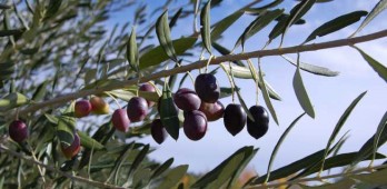 Importância da poda na fitossanidade da oliveira