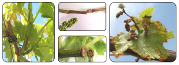  Sintomas causados por Lasiodiplodia theobromae em sarmentos e cachos