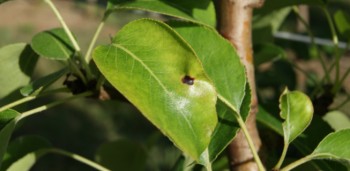 Manchas de estenfiliose em pereira