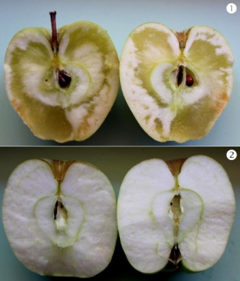 1. Sintomas de vidrado muito acentuados. 2. Maçã normal (variedade Bravo de Esmolfe). Imagem: SNAA - Estação de Avisos de Entre Douro e Minho 