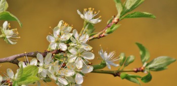 Ameixeira