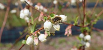 Cetónia em flores de mirtilo