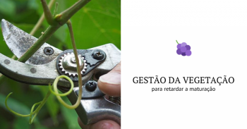 Nova técnica de gestão da vegetação da vinha para retardar a maturação da uva