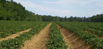 Dados do INE mostram que Portugal perdeu 40.800 explorações agrícolas em cinco anos.