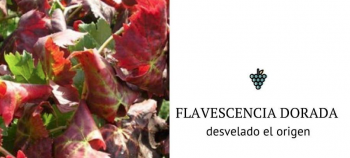 Flavescência dourada