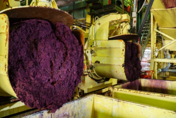 Borras vinícolas da fermentação