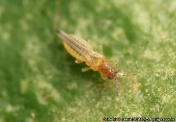 Scirtothrips aurantii - Fonte da imagem: https://gd.eppo.int/taxon/SCITAU