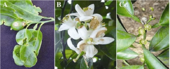 FIG.1 - A - lesões causadas por Colletotrichum spp. em frutos recém vingados; B - Flores Infetadas; C - Cálices remanescentes na árvore | Imagens: Fundecitrus