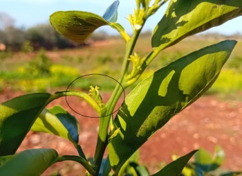 Fig. 1- colónia de A.spiraecola sobre um pequeno rebento de laranjeira