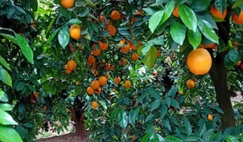 A laranja do Algarve apresenta grande qualidade