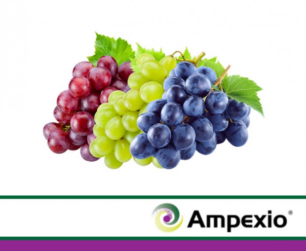 AMPEXIO