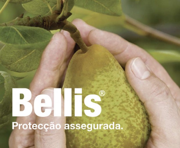 BELLIS