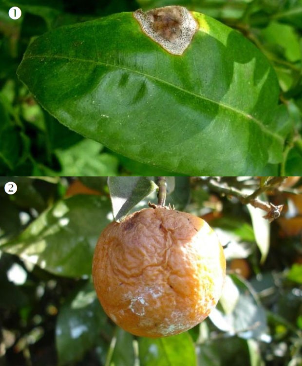 Prunus mume Cuidados (Como Cuidar, Doenças, Podar) - PictureThis